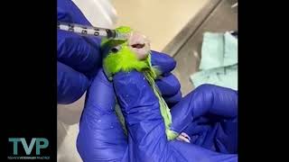 Avian Intranasal Sedation [upl. by Beverlee]