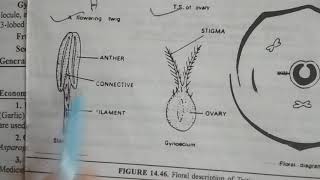 Familypoaceae or gramineae Triticum aestivum [upl. by Brest161]