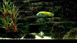 Breeding pair of VENUSTUS cichlids [upl. by Crosby849]