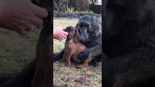 What happens when a baboon meets a puppy 🤔 animals wildlife baboon doglover puppy [upl. by Dorothee]