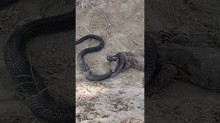 🐍🦎Black Cobra Snake and Monitor Lizard are bitting each other for their survivalsnakeshortlizard [upl. by Erised67]