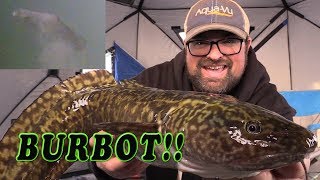 Burbot Mariah Eelpout Lawyer Ling Dogfish SO MANY NAMES [upl. by Mobley412]