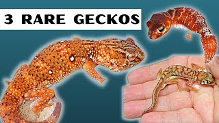 Rare Geckos Highlighting 3 of our rarer geckos and how we keep them 🦎 🦎 🦎 [upl. by Leile185]