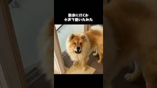 犬に小声で散歩に行くか聞いてみた【チャウチャウ・秋田犬・ラブラドールレトリバー】【多頭飼い】【大型犬】＃Shorts [upl. by Azile]