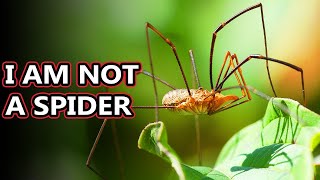 Opiliones facts theyre also known as daddy long legs  Animal Fact Files [upl. by Britteny]