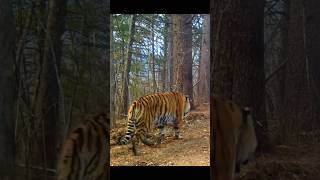 Amur tiger and Ussuri Brown Bear at Russian Far East in the same place [upl. by Paxon]