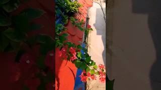 Bougainvillea ytshorts ideaingarden floweringplant tranding [upl. by Sivra]