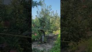 Applewood farm canada garden toronto kidsplay shortsvideo happiness blessings love summer [upl. by Barra936]