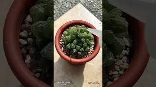 Haworthia Cooperi Variegata🥰 haworthia euphorbia desertplants haworthialovers cactusmania [upl. by Napoleon396]