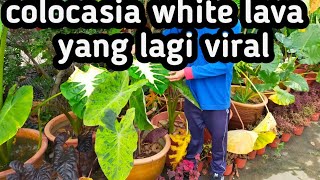 keladi viral colocasia white lava shorts [upl. by Nesnar68]