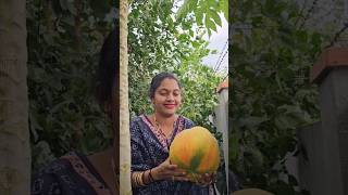 Big Papaya harvesting n cutting బొప్పాయి papaya mygarden gardening shortvideo ytshorts [upl. by Ainoyek480]