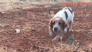 Dressage chien de chasse Épagneul Breton testé l’instinct d’arrêt [upl. by Jesus]