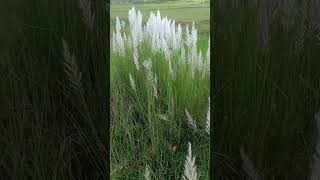 Kans grass kashi phool Saccharum spontaneum wildgrass ytshort [upl. by Enelyt]