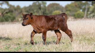 Gross Necropsy Findings of Bovine Renal Lipofuscinosis in a Tanzanian Crossbred Yearling Male Calf [upl. by Eniamaj]