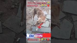 36519 Good Days Challenge doglover helping challenge short trennig video vital ytshorts 😭🙏 [upl. by Erickson]