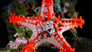 harlequin shrimps meet red knob sea star [upl. by Fornof]