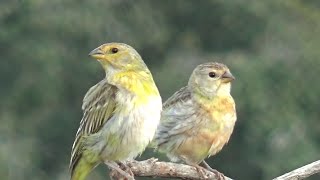 FÊMEA DE CANÁRIO DA TERRA CHAMANDO E MACHO CANTANDO [upl. by Leffen]