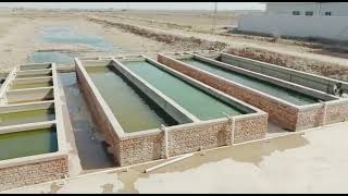 Harvesting Tilapia from Nursery amp Stocking in IPRS Tilapia Farming Aquaculture in Pakistan [upl. by Ylrehs]