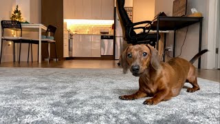 Mini dachshund is happy to be back from vacation zoomies [upl. by Photima161]