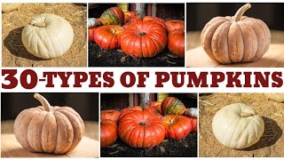 30 types of pumpkins  pumpkins  category of pumpkins [upl. by Mehs993]