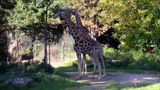 AngolaGiraffe Giraffa camelopardalis angolensis [upl. by Ztirf]