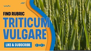 TRITICUM VULGARE learn some mind rubrics of triticum vg in hindi by dr nitya rubrics homeopathy [upl. by Radke]