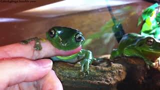 Today’s Very Excellent Gnawing with Persistence is by Voigt [upl. by Ignace]