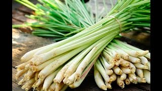 How to prepare Lemongrass for cooking [upl. by Alyt]