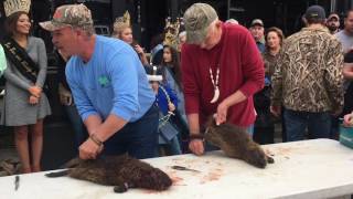 Muskrat Skinning in Cameron [upl. by Bahe]