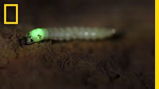 Watch Glowing Bug Attracts and Devours Prey  National Geographic [upl. by Sanders]