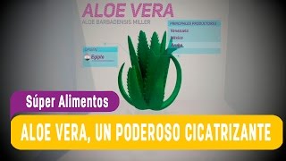 Aloe Vera un poderoso cicatrizante  SúperAlimentos [upl. by Nerrawed]