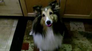 Talking Sheltie Dog [upl. by Adoree669]