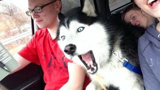 Huskies are DRAMA QUEENS and Hilarious  FUNNIEST Animals Video 2023 [upl. by Ettenav]