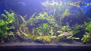 aquascape Natural [upl. by Yreffeg253]