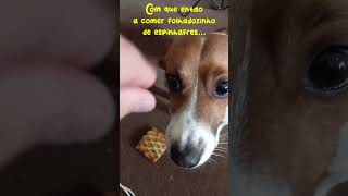 Ernesto react  quotFolhado de Espinafresquot memes humor cachorro [upl. by Duaner]