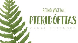 PTERIDÓFITAS  Reino Vegetal [upl. by Hareehat]