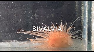 Bivalvia [upl. by Whitby]