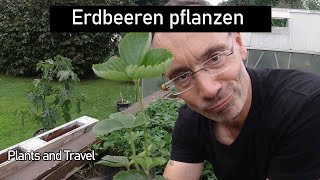 Erdbeeren pflanzen und schneiden Beet vorbereiten für das nächste Jahr [upl. by Karilynn]