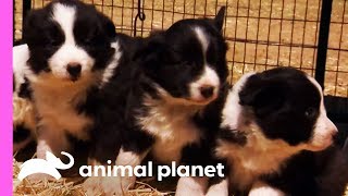 Baby Border Collies Start Learning To Herd  Too Cute [upl. by Minerva6]