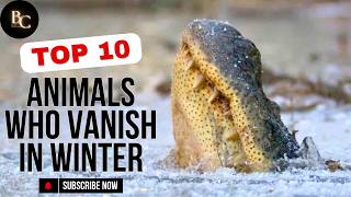 10 Animals That Hibernate How Animals Sleep for Months [upl. by Andromeda]