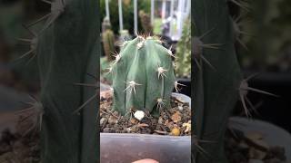 Stenocereus Griseus top cut’s roots start growing after 3 weeks stenocereus cactus cactaceae [upl. by Llehcsreh]