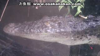 イリエワニ（Saltwater crocodile）上野動物園「フック」 44歳（オス） [upl. by Mady]