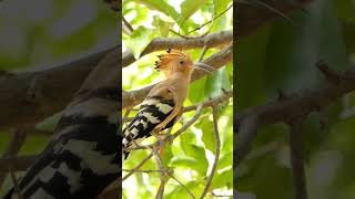 Hoopoe call Birds photographynature foryou birds wildlifephotography sound [upl. by Imaon]