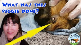 Heres how to treat an Abyssinian guinea pig female with cyst and abscess [upl. by Graig889]