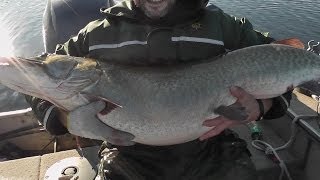 biggest muskie ever caught on video RETURN OF THE SLOB Sloblandchartersca [upl. by Atnahs]