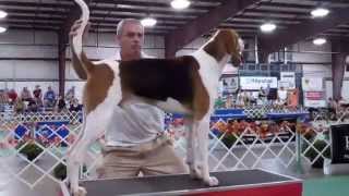 2011 UKC Autumn Oaks  United Kennel Club [upl. by Annovaj]