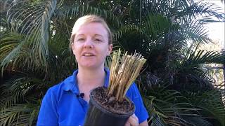 How to Prune and Divide your Purple Fountain Grass [upl. by Ennaesor]