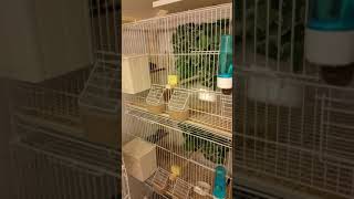 Red faced parrot finch breeding setup [upl. by Ferrigno]