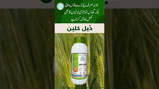 Solex cutout weedicide Solex double clean weedicide Solex chemicals multan increase wheat yield [upl. by Bertolde]