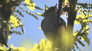 Humes Warbler  Phylloscopus humei [upl. by Warthman]